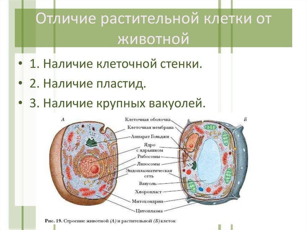 Основные различия растений и животных | student guru