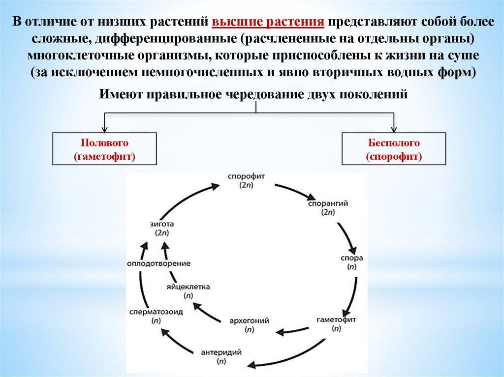 Классификация растений