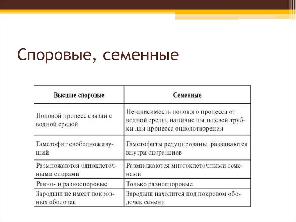 Разница между спорой и семенем (наука и природа) | разница между похожими объектами, словами и терминами.