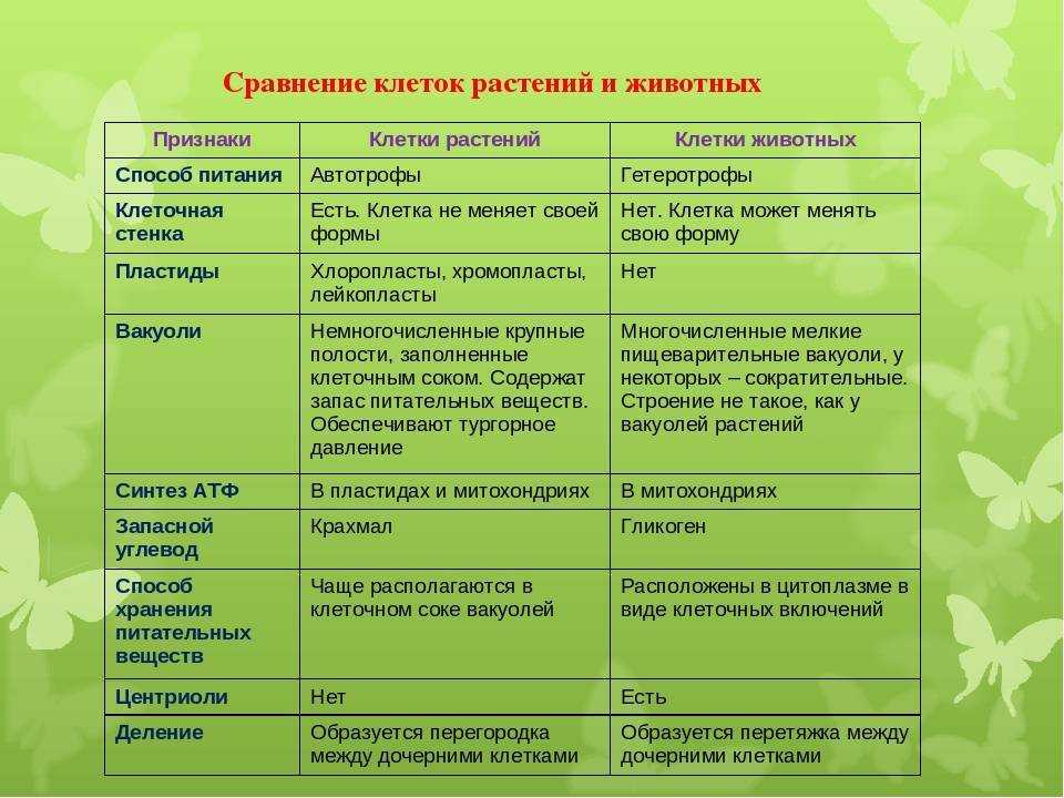 ✅ детальное сравнение растительной и животной клетки. сравнение особенностей растительной и животной клетки - radostvsem.ru