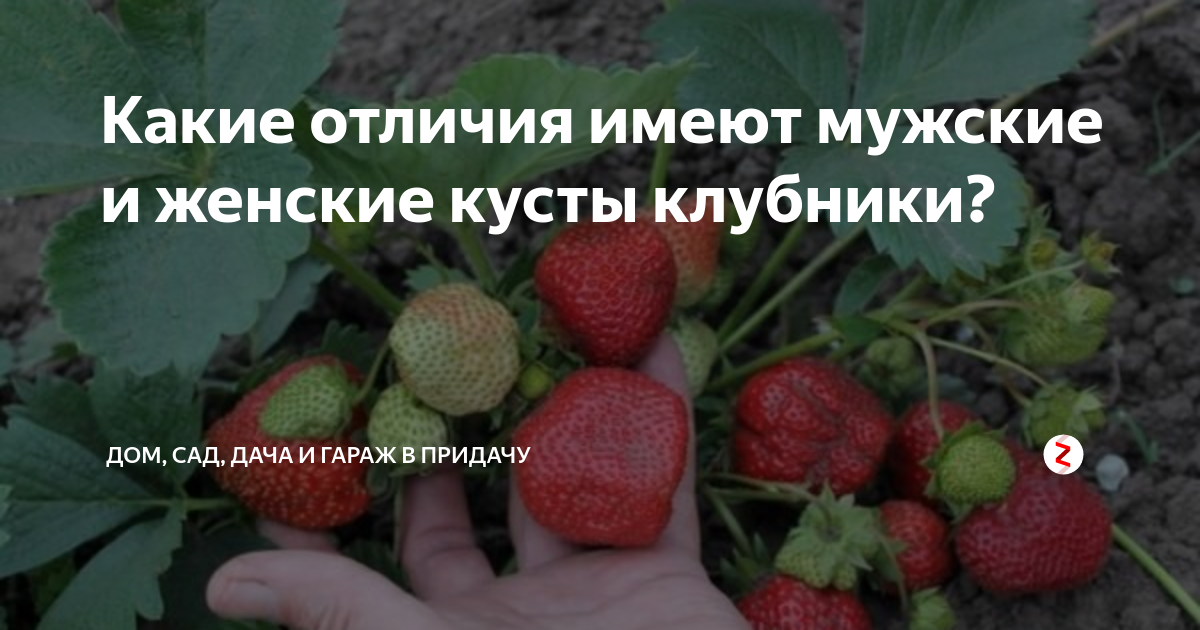 Существуют ли у клубники " мужские" и " женские" розетки?