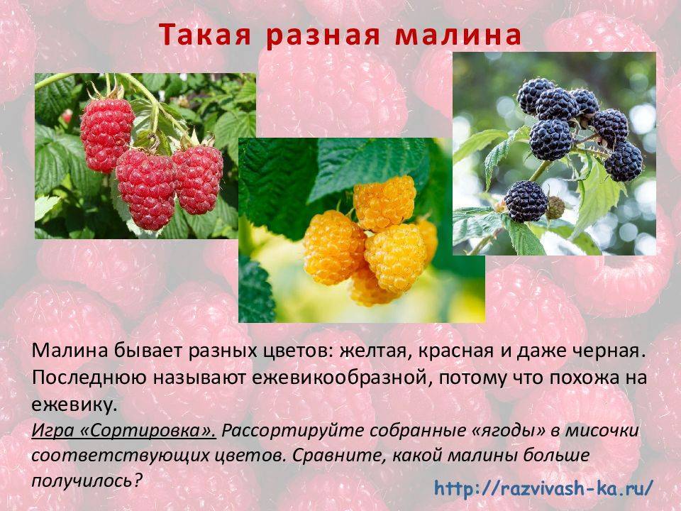 Какая малина полезнее желтая или красная: чем отличается, свойства