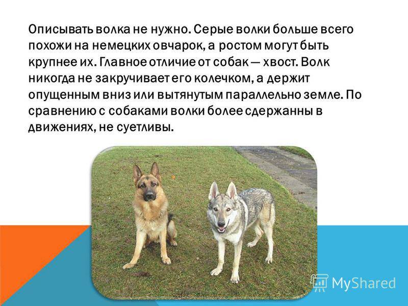 Чем отличаются волки от собак: в чем разница по внешности и размерам