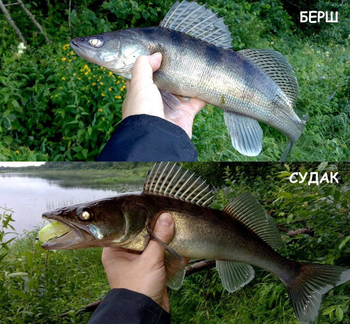 Чем рыба берш отличается от мелкого судака: фото. ​рыба берш. отличие берша от судака