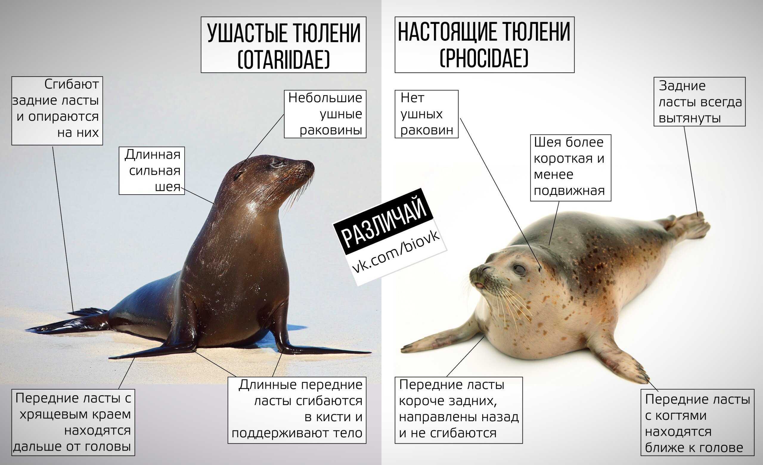 Чем тюлень отличается от морского котика
