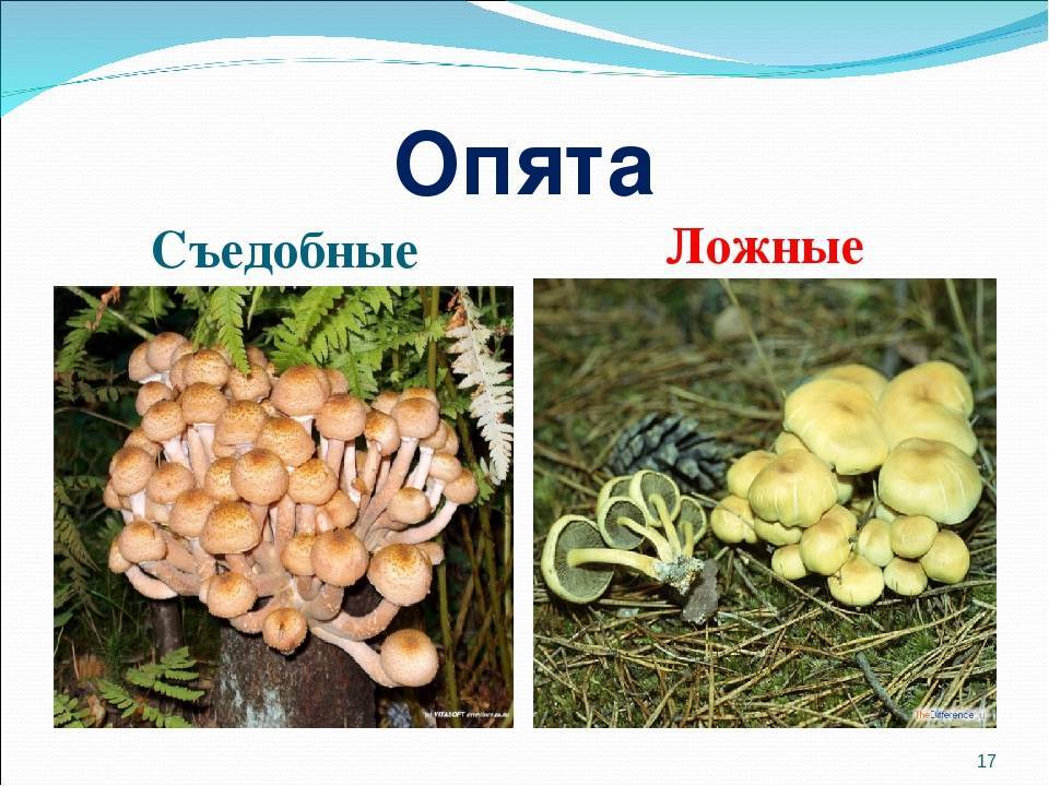 Как отличить осенние опята от ложных опасных грибов-двойников с фото и описанием