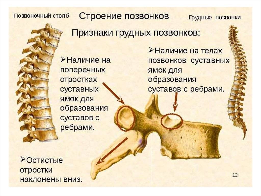 Позвоночник человека