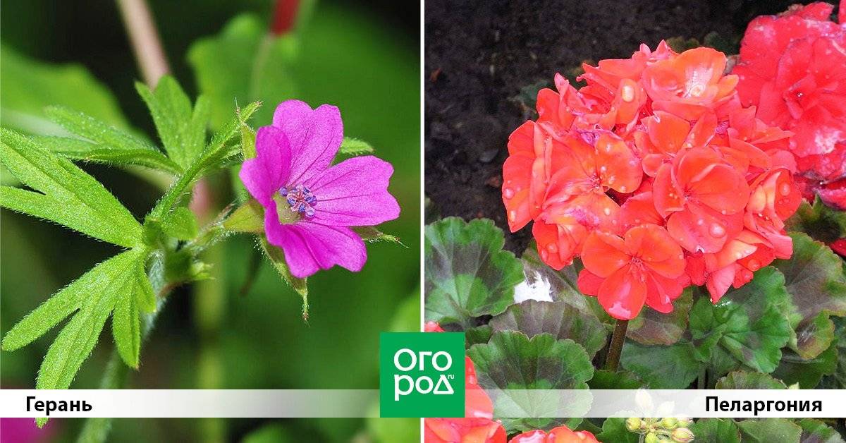 Пеларгония и герань: чем отличаются, фото растений, какие бывают виды и сорта комнатных и уличных растенийдача эксперт