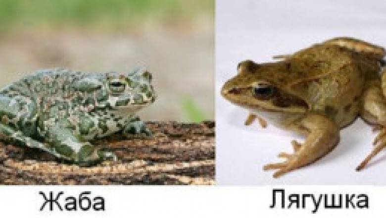 Лягушка и жаба: сходство и различие