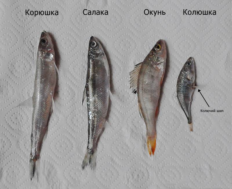 Килька тюлька и хамса - разбираемся в особенностях и отличиях этих представителей семейства сельдевых - profi-guruask.ru