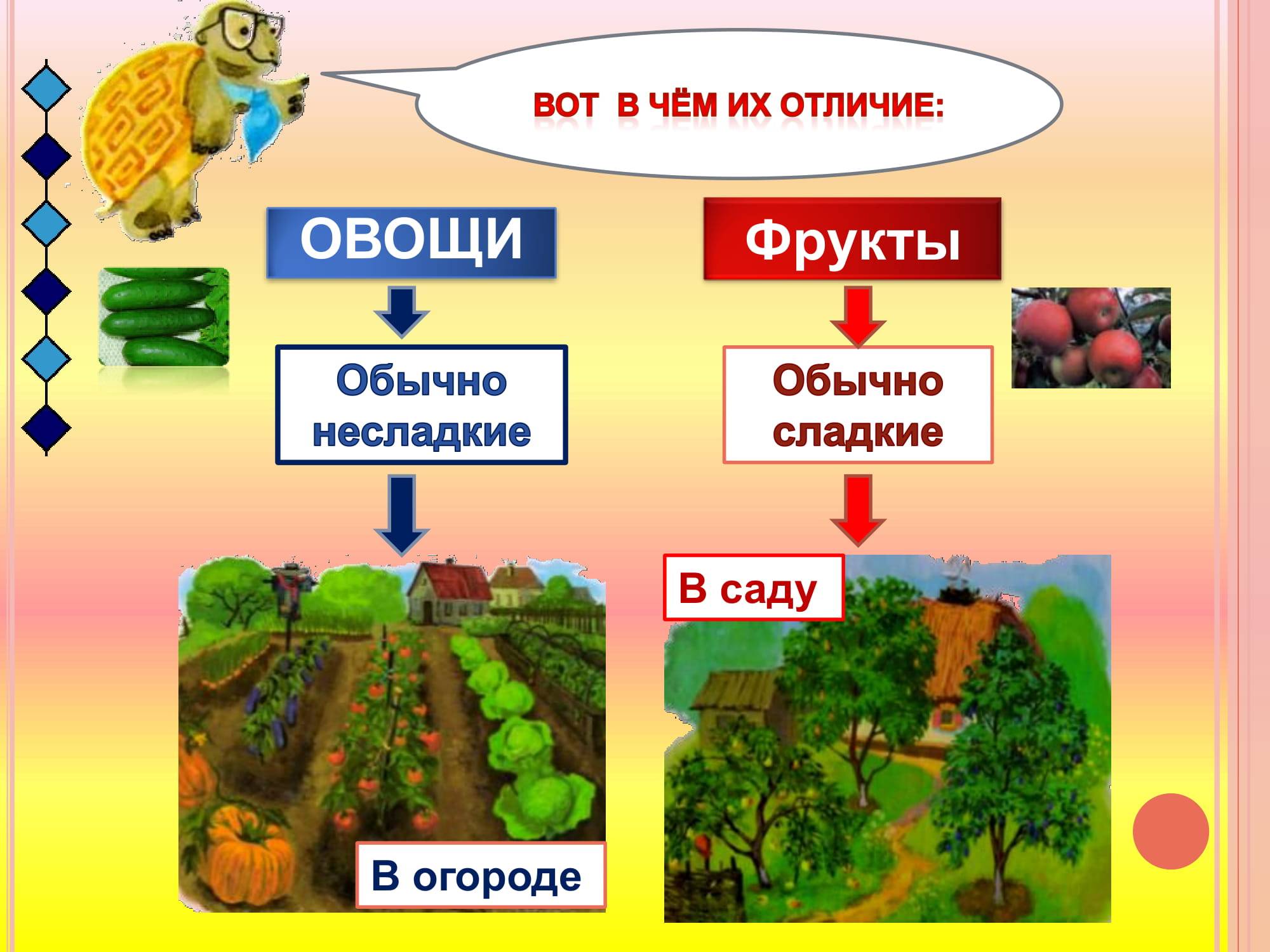 Отличие овощей от фруктов для детей. ягоды и фрукты - в чём отличия? калорийность разных групп овощей