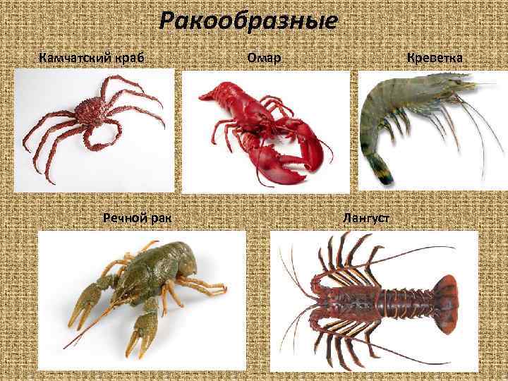Лобстер: что это, отличие от омара, лангуста, рака и краба