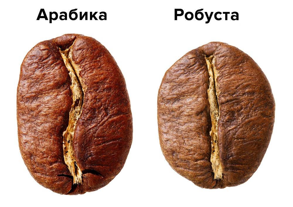 Разница между арабикой и робустой: 14 отличий основных сортов кофе