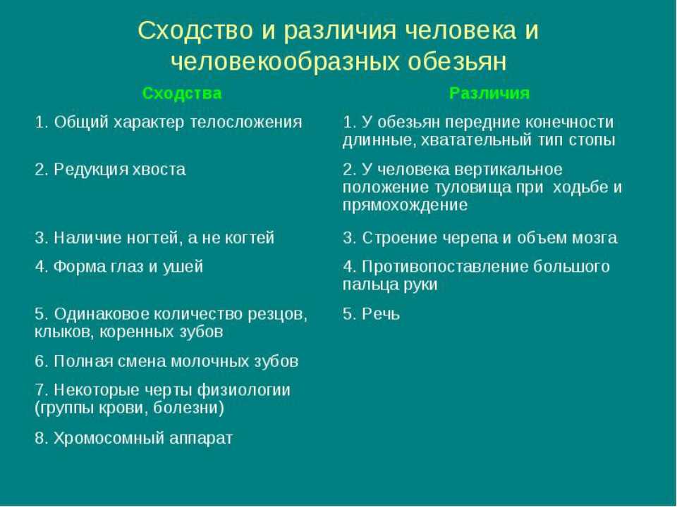 В чем отличия между обезьяной и человеком - skaziportal.ru