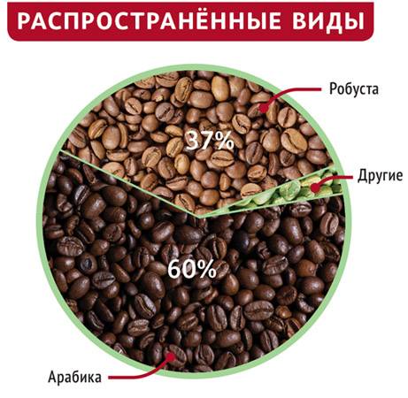 Сорта кофе: робуста и арабика – в чем различия и что лучше выбирать?