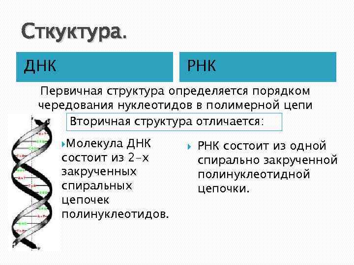 Строение, свойства и функции нуклеиновых кислот