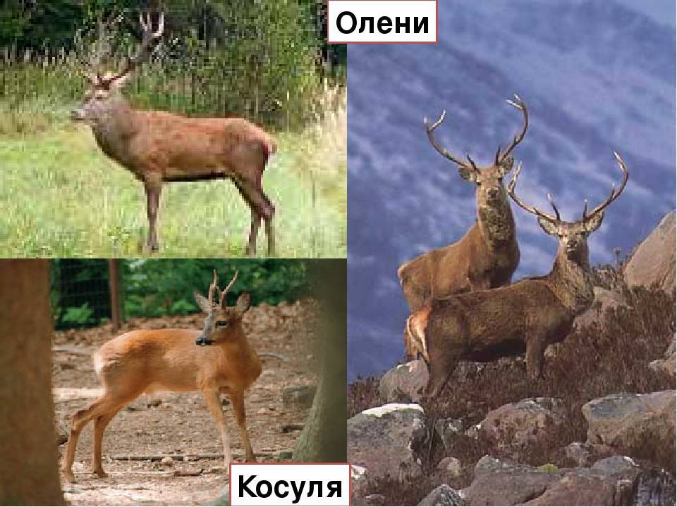 Различия между оленем и лосем: основные отличия и характеристики