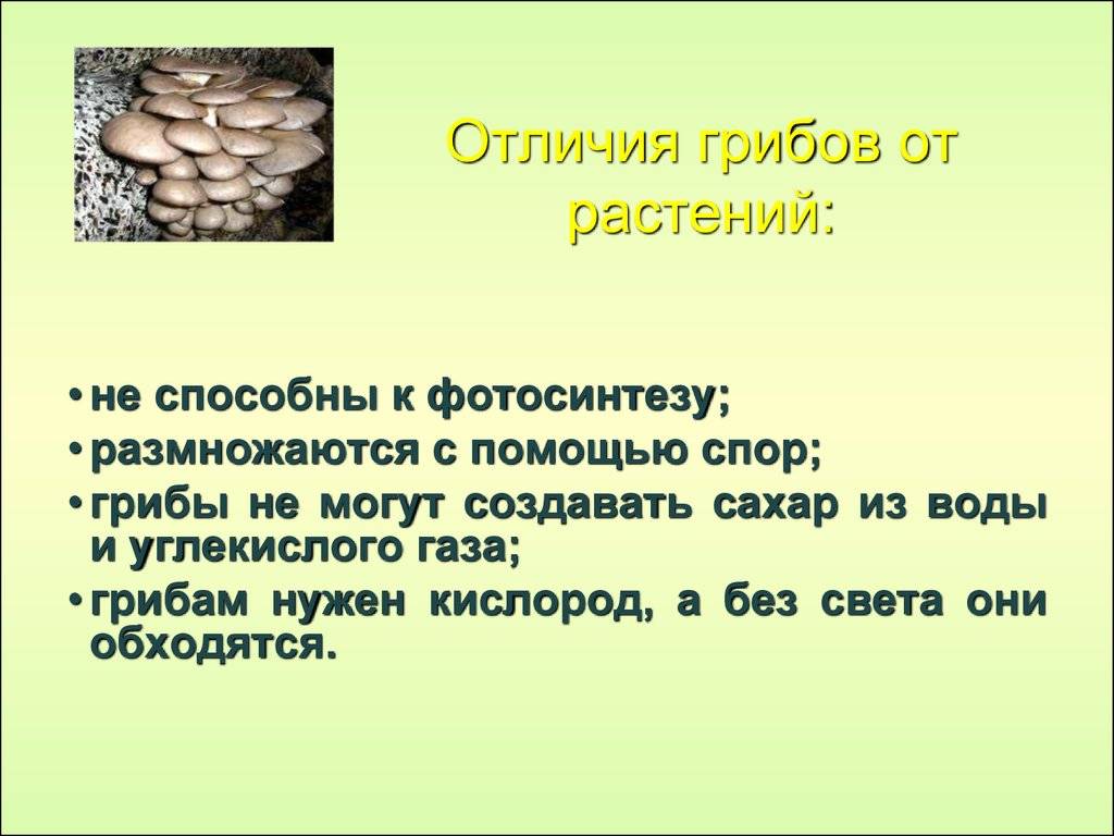 Высшие и низшие грибы: главные отличия и характеристики