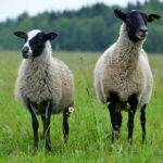 внешний вид самца и самки