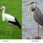 цапля и аист