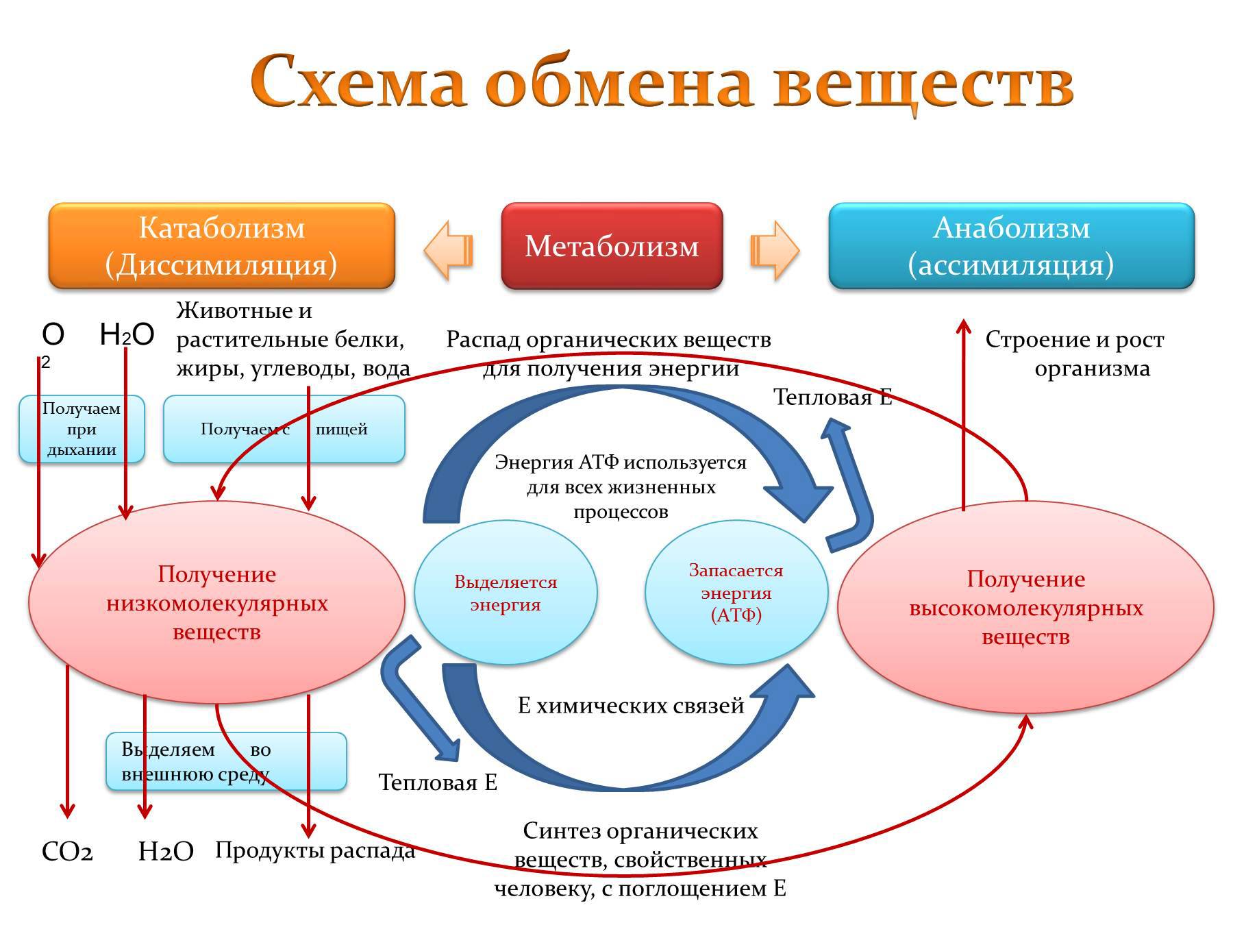 Пластический и энергетический обмен, биология