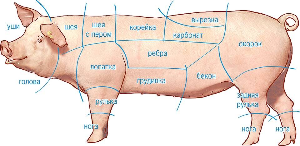 ᐉ какая часть свинины самая мягкая и вкусная: корейка, вырезка -