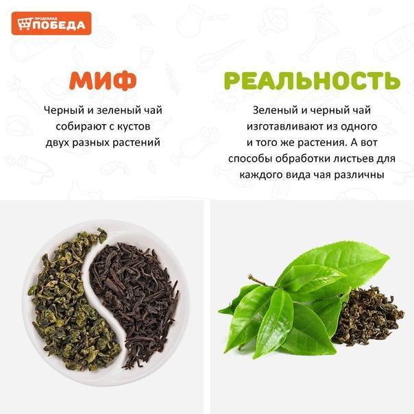 Чем отличается черный чай от зеленого. в чем уникальность напитков