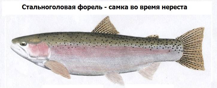 Форель: внешний вид, фото, особенности, интересные факты, среда обитания