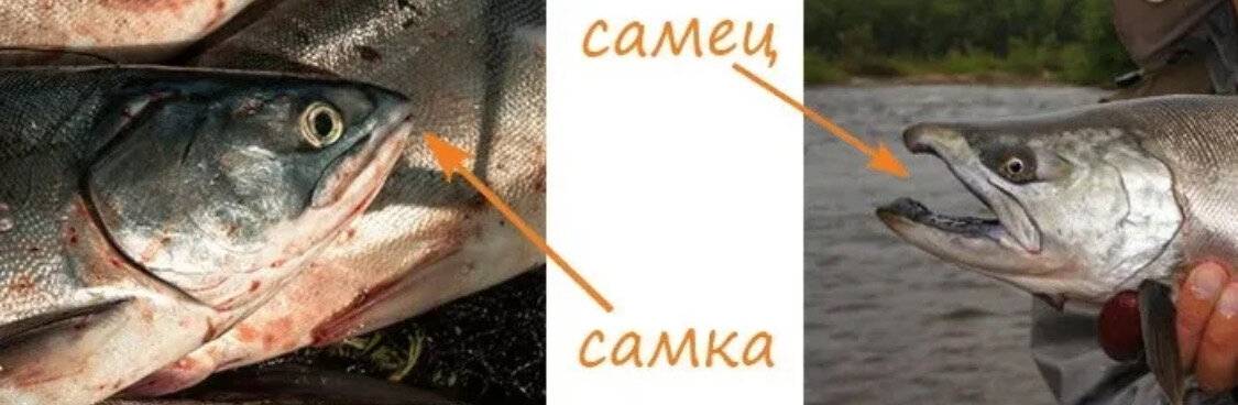 Горбуша: описание и отличие самки от самца