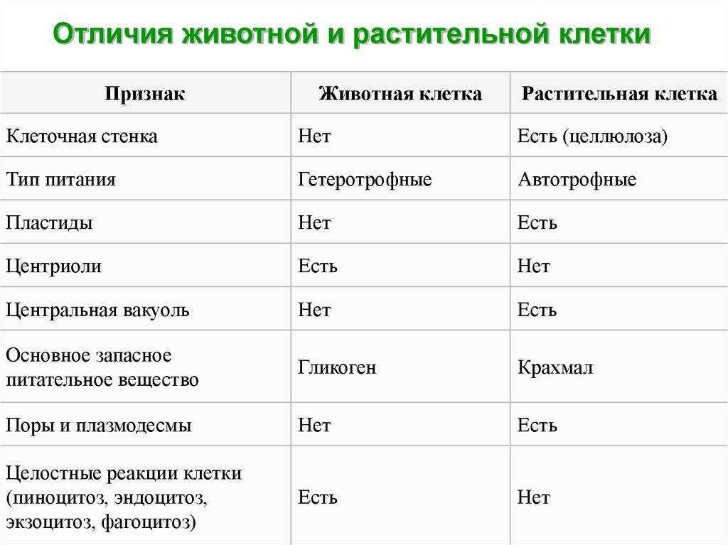 Сравнительная таблица растений и животных. сходство и различия животных и растений - мир фактов