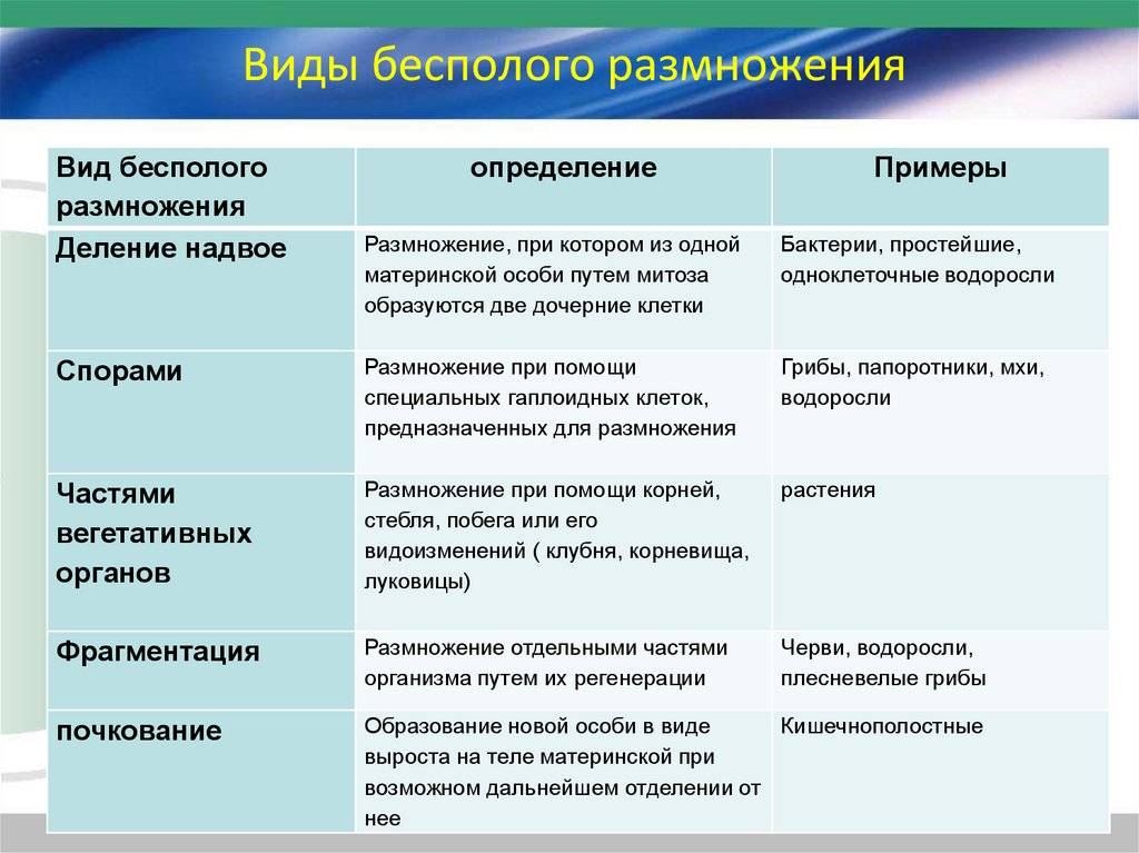 Разница между половым и бесполым размножением - новости 2024