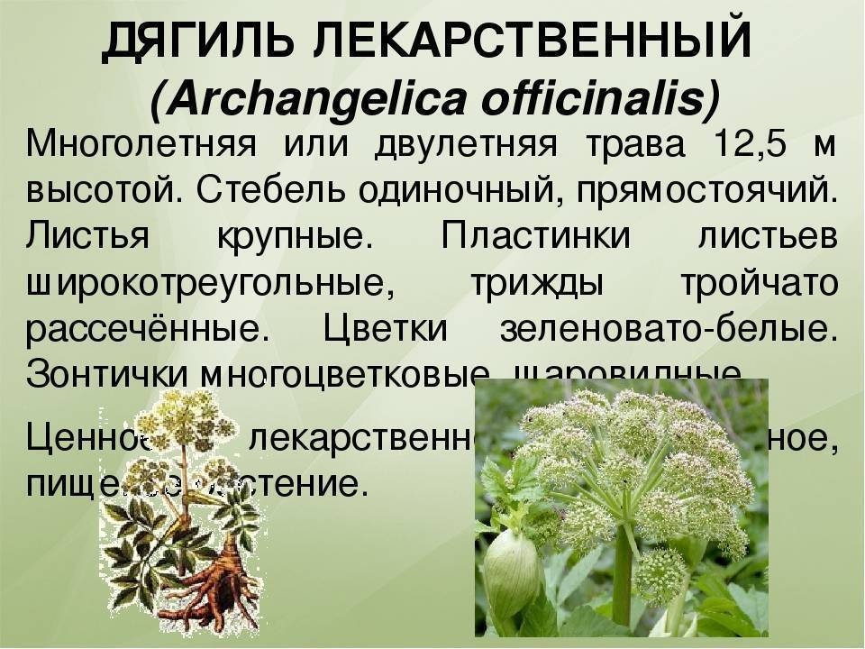 Как выглядит растение борщевик и чем оно опасно