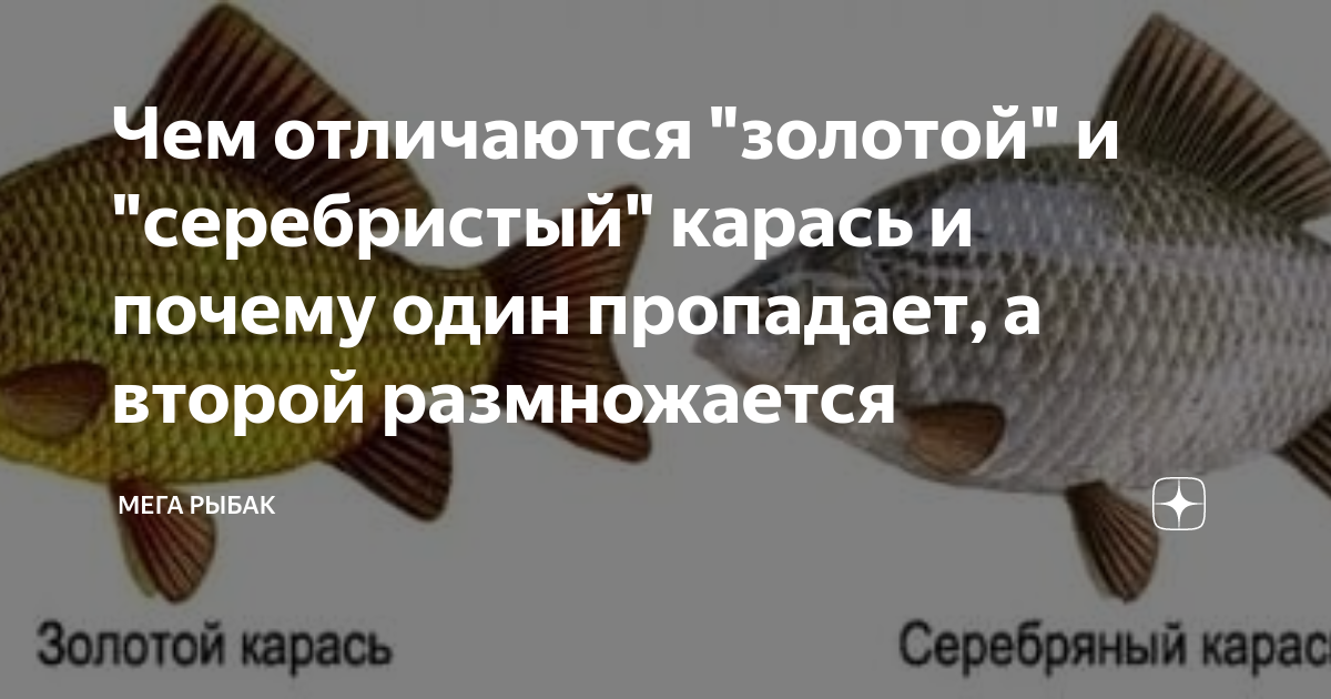 Золотой карась: особенности и отличия от других подвидов