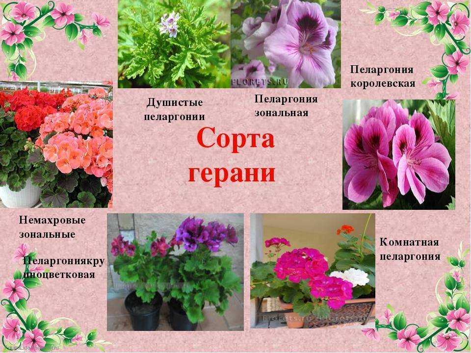 Пеларгония — самая выносливая из красивоцветущих