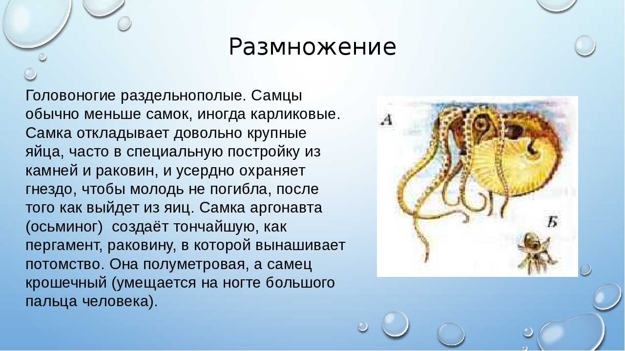 Самые интересные факты о головоногих моллюсках - всё самое красивое... и не только - 19 апреля - 43606735287 - медиаплатформа миртесен