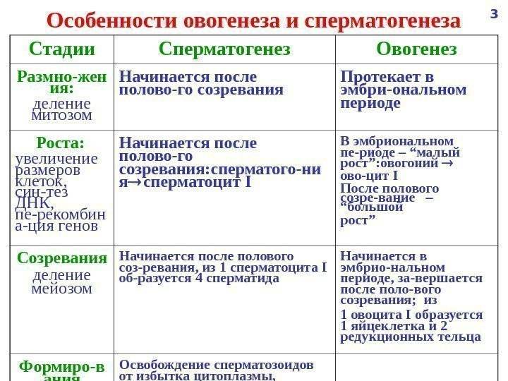 Чем отличаются соматические клетки от половых и почему это важно? - profi-guruask.ru