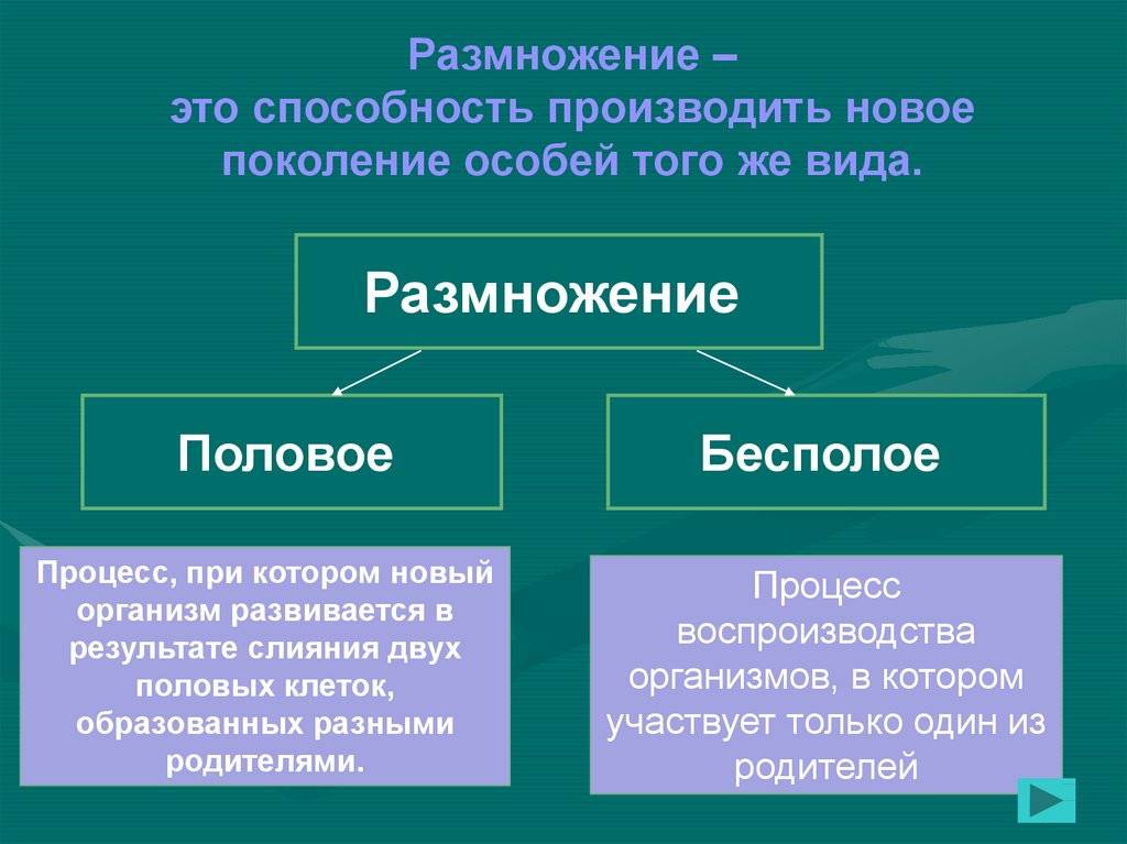 Чем половое размножение отличается от. разница между бесполым и половым размножением