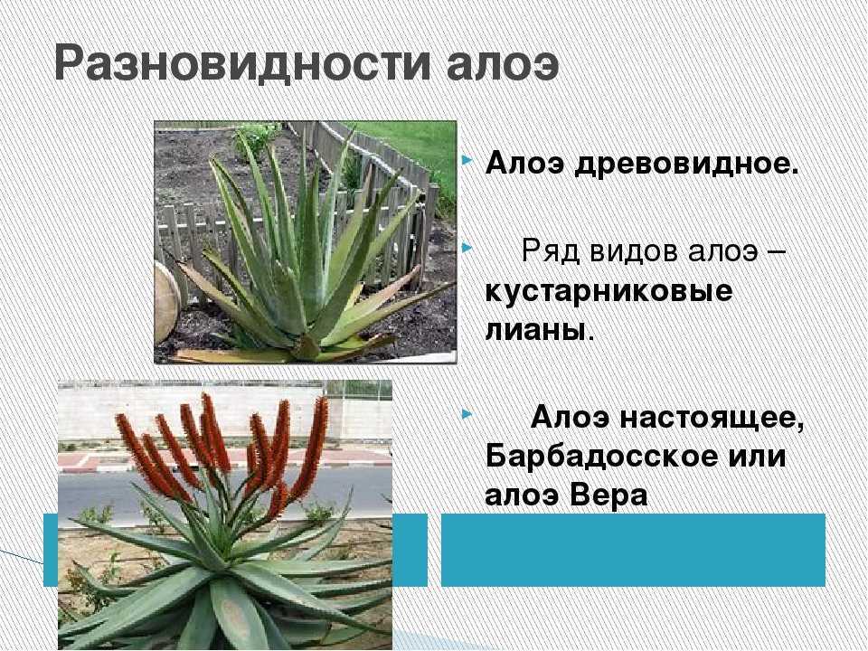 Столетник и алоэ: в чем их разница, описание, фото, рецепты