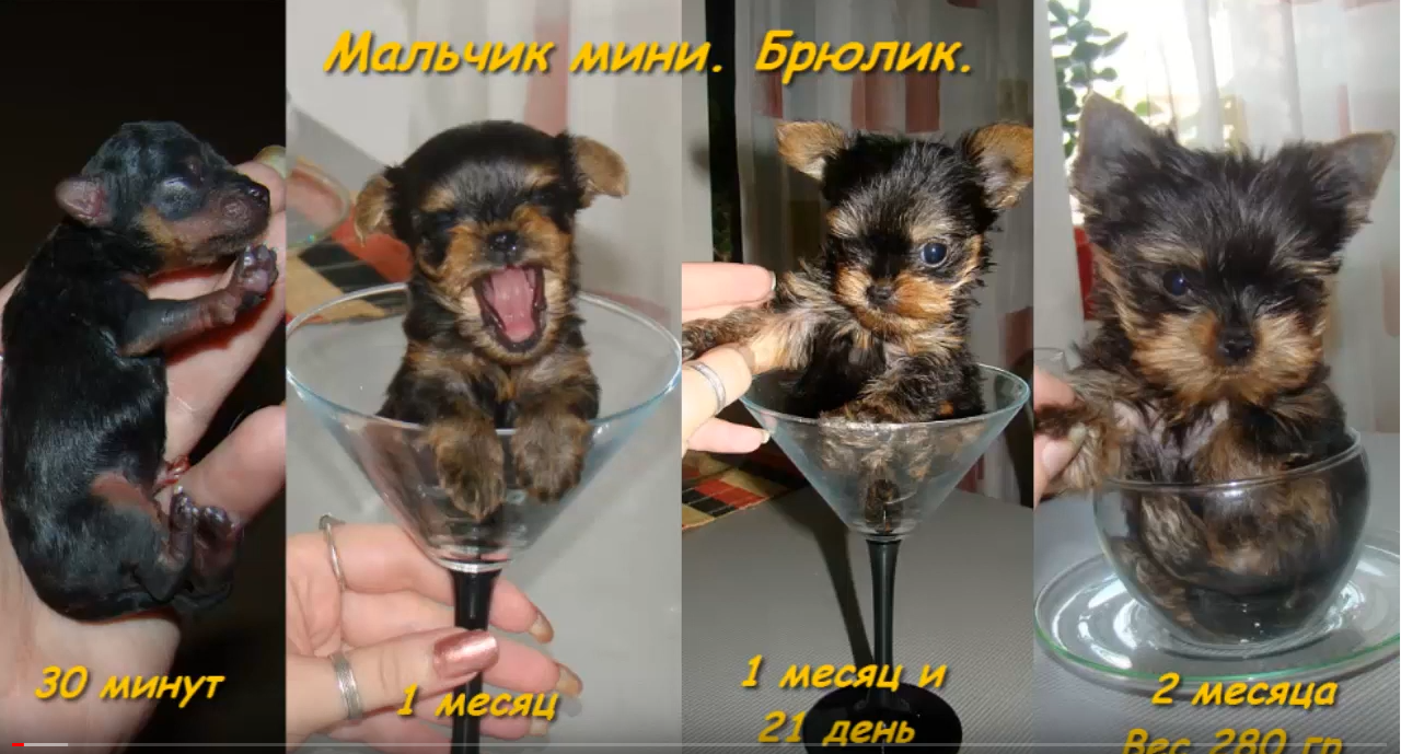 Как правильно выбрать щенка йорширского терьера?