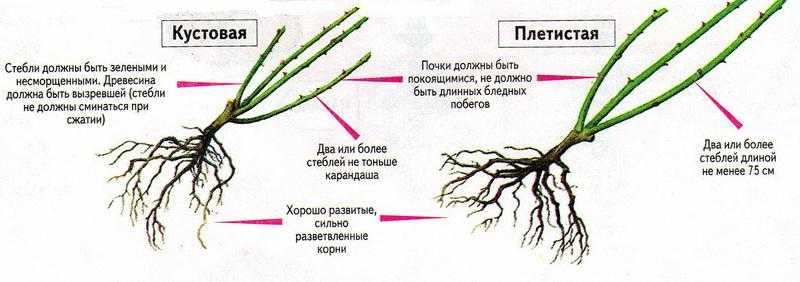 Сходства и отличия розы и шиповника