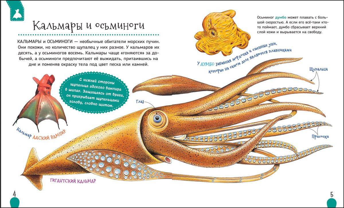 Разница между кальмаром и осьминогом (с таблицей) - наука 2024