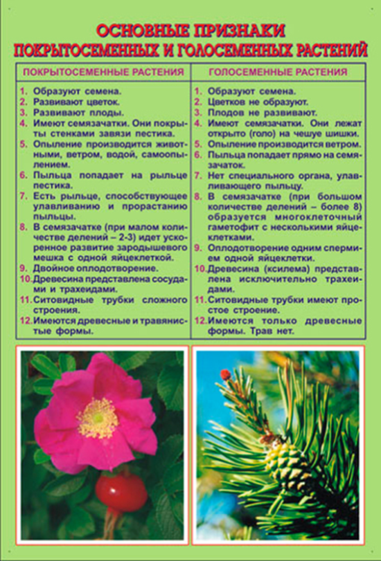 Размножение голосеменных и покрытосеменных растений