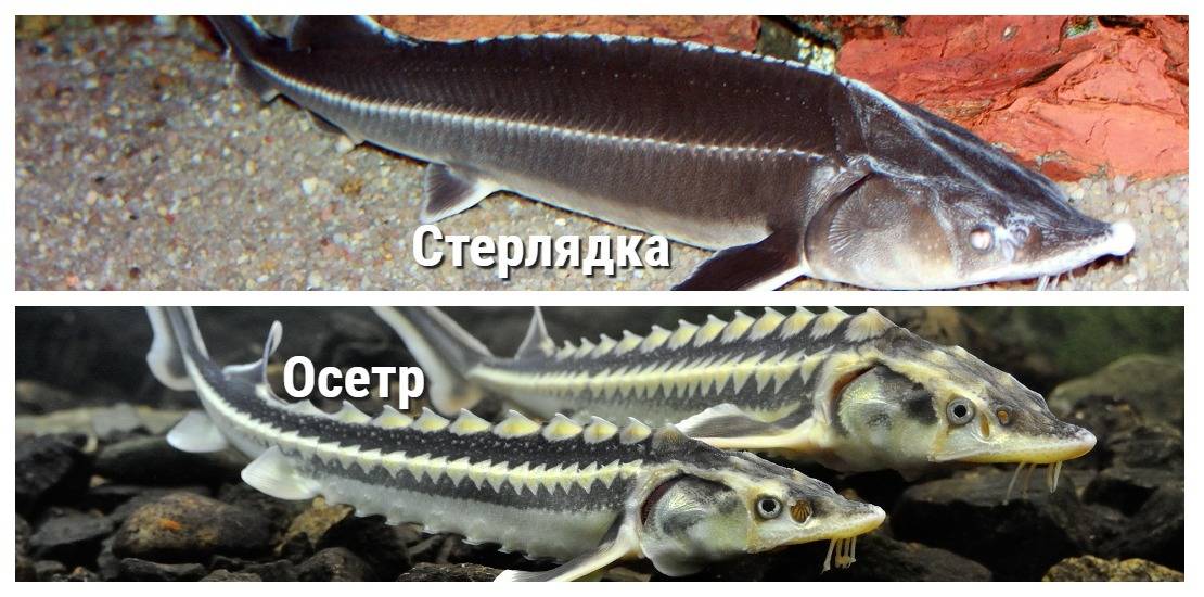 Осетр и стерлядь в чем разница