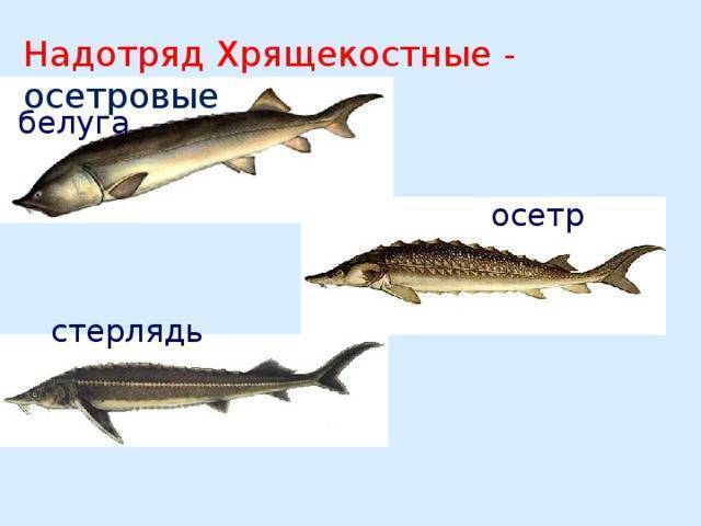 Чем отличается стерлядь от осетра — отличия, в чем разница, как отличить, фото