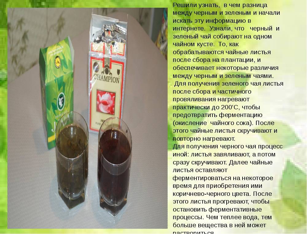 Чем отличаются черный и зеленый чай: какой полезнее, можно ли смешивать