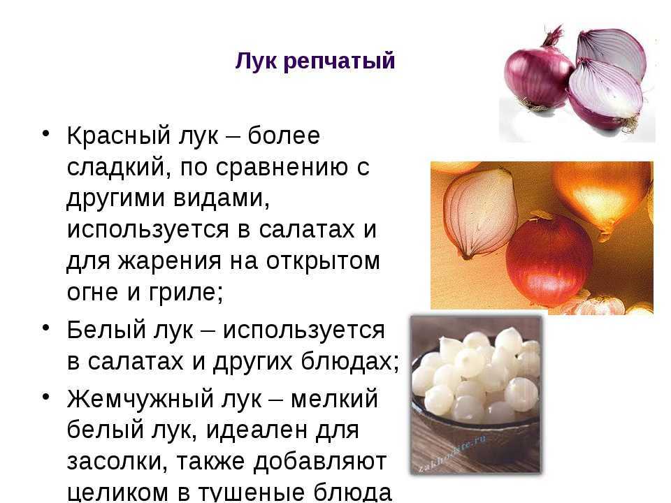 Сорта красного лука: описание и польза