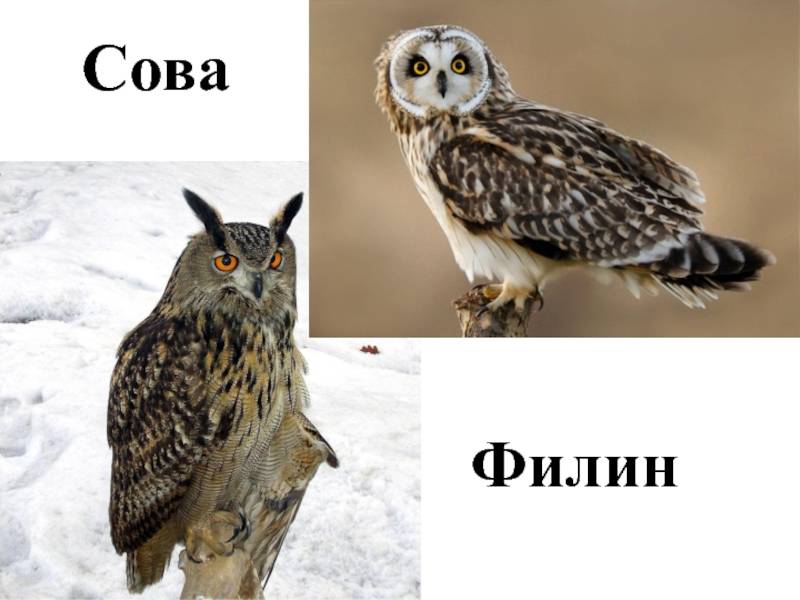 Чем сова отличается от филина - всё просто