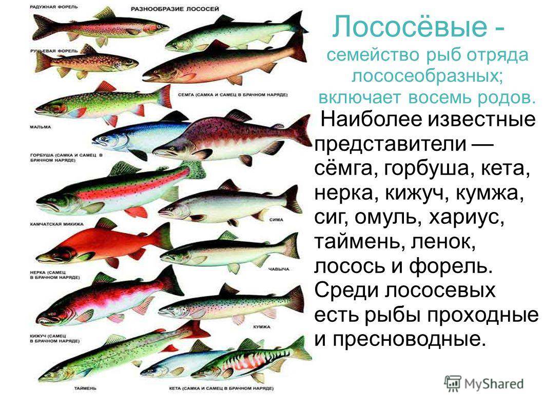 Какая красная икра лососевых рыб самая вкусная, крупная и полезная: кеты, горбуши, семги, нерки, кижуча, форели. чем полезна лососевая икра, и как правильно ее выбрать?
