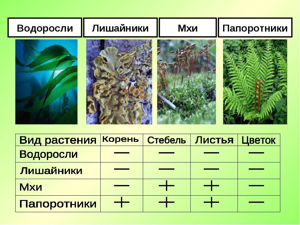 Чем папоротники отличаются от мхов 7 класс - полезные сведения в одной статье