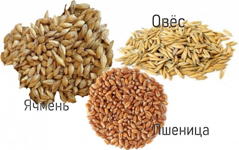 Чем отличается рожь от ячменя: особенности и отличия | в чем разница